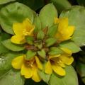 lysimachia_.jpg