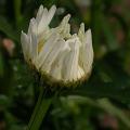 marguerite_alaska_5361.jpg