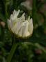 lysiane:plantes_du_jardin:vivaces:marguerite_alaska_5361.jpg