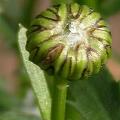 marguerite_alaska_5364.jpg