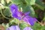 lysiane:plantes_du_jardin:vivaces:p1000492.jpg