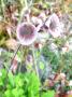 lysiane:plantes_du_jardin:vivaces:p1010397.jpg