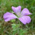 p1020173r.jpg