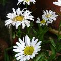 p1020370r.jpg