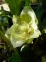 lysiane:plantes_du_jardin:vivaces:p1040575r.jpg