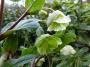 lysiane:plantes_du_jardin:vivaces:p1040680r.jpg
