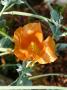 lysiane:plantes_du_jardin:vivaces:p1070798.jpg