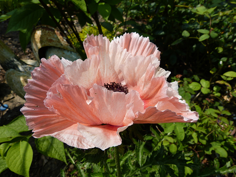 Hardy Perennial PAPAVER ORIENTALE Vivace "BURNING HEART" Oriental Poppy 50 Seeds 