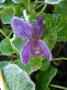 lysiane:plantes_du_jardin:vivaces:p1140681.jpg