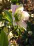 lysiane:plantes_du_jardin:vivaces:p1140810.jpg