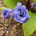 p1160783_p_blue_sapphire.jpg
