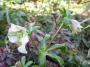 lysiane:plantes_du_jardin:vivaces:p1170236.jpg