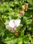lysiane:plantes_du_jardin:vivaces:p1170835.jpg
