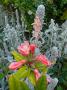 lysiane:plantes_du_jardin:vivaces:p1190827.jpg