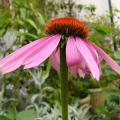 p1220387_echinacea_purpurea.jpg