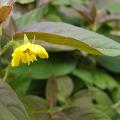 p1220792_lyimachia_c_f_.jpg
