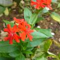 p1230331_lychis_ch.jpg