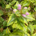 p1230378_lamium_mac_aureum.jpg