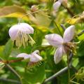 p1230429_thalictrum.jpg