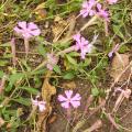 p1230441_silene_schafta.jpg