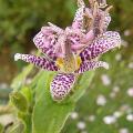 p1230459_tricyrtis_hirta.jpg