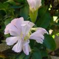 p1270854_saponaria_of_rosea_plena.jpg