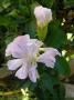 lysiane:plantes_du_jardin:vivaces:p1270854_saponaria_of_rosea_plena.jpg