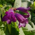 p1270907_penstemon_russian_river.jpg