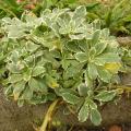 p1280489_arabis_cauc_variegata.jpg