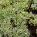 p1280493_cotula_hispida.jpg