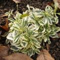 p1280523_arabis_fernandi_coburgii_v.jpg