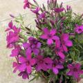 p1310323_phlox_cracker_j_red.jpg