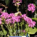 p1310324_lychnis_alpina_red.jpg