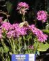 lysiane:plantes_du_jardin:vivaces:p1310324_lychnis_alpina_red.jpg