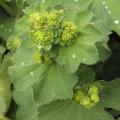 p1320433_alchemille_red.jpg