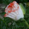 pavot_or_picotee_7010.jpg