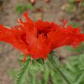 pavot_or_turkenlouis_5829.jpg