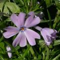 phlox_subulata_blue_eyes4495.jpg