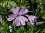 lysiane:plantes_du_jardin:vivaces:phlox_subulata_blue_eyes4495.jpg