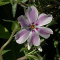 phlox_subulata_kimono_4492.jpg