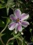 lysiane:plantes_du_jardin:vivaces:phlox_subulata_kimono_4492.jpg