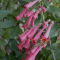 phygelius_7044.jpg