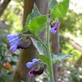 plumbago_0775.jpg