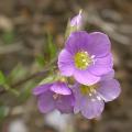 polemonium_733.jpg