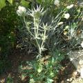 r0010081_eryngium_b_red.jpg
