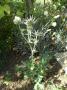 lysiane:plantes_du_jardin:vivaces:r0010081_eryngium_b_red.jpg