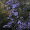 r0011613_limonium_red.jpg