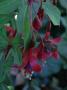 lysiane:plantes_du_jardin:vivaces:r0011652_red.jpg