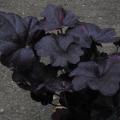 r0012365_h_midnigh_rose_red.jpg