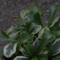 r0012380_arabis_f_c_old_gold_red.jpg